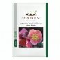 Japanese Potted Helleborus Plant - 20 PCS Seeds