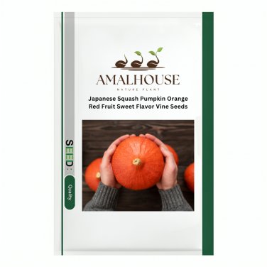 Japanese Squash Pumpkin Orange Red Fruit Sweet Flavor Vine - 16 PCS Seeds