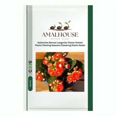 Kalanchoe Bonsai Longevity Flower Potted Plants Planting Seasons Flowering Plants - 100 PCS Seeds