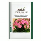 Kalanchoe Longevity Flower Rose Red Flowers - 100 PCS Seeds
