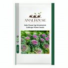 Kale Flowering Ornamental Cabbage Flower - 100 PCS Seeds