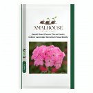 Kasuki Flower Flores Exotic Indoor Lavendar Geranium Rosa - 100 PCS Seeds