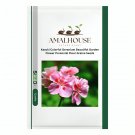 Kasuki Colorful Geranium Beautiful Garden Flower Perennial Fleur Graine - 50 PCS Seeds