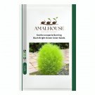Kochia scoparia Burning Bush Bright Green Color - 500 PCS Seeds