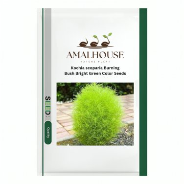 Kochia scoparia Burning Bush Bright Green Color - 500 PCS Seeds
