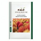 Kochia scoparia Mixed 5 Colors - 500 PCS Seeds
