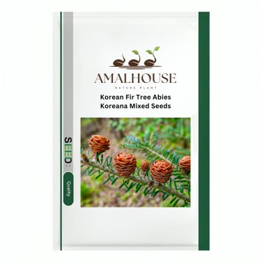 Korean Fir Tree Abies Koreana Mixed - 30 PCS Seeds