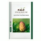 Larch Pine Tree Plants - 50 PCS Seeds