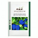 Light Blue Strawberry Hybrid Giant Juicy Potted Fruit - 300 PCS Seeds