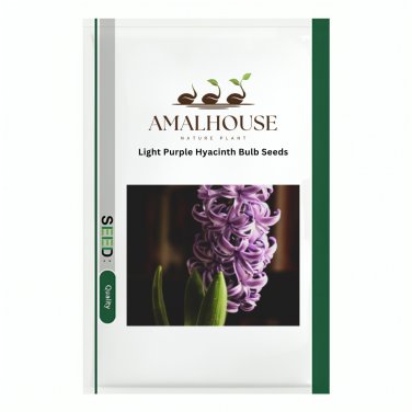 Light Purple Hyacinth Bulb - 1 PCS Seeds