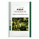 Ligustrum Lucidum Semente - 100 PCS Seeds