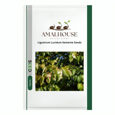 Ligustrum Lucidum Semente - 100 PCS Seeds