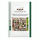 Lithops Plants Mix Varieties Succulents Plants Living Stone Bonsai - 200 PCS Seeds