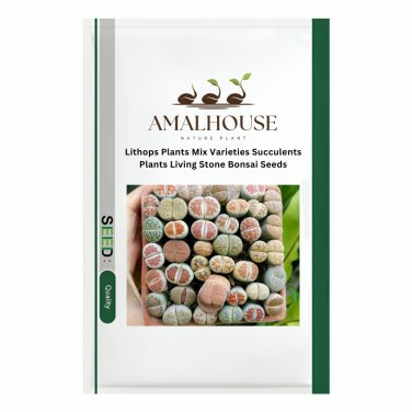 Lithops Plants Mix Varieties Succulents Plants Living Stone Bonsai - 200 PCS Seeds