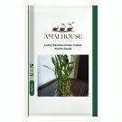 Lucky Bamboo Green Indoor Plants - 50 PCS Seeds