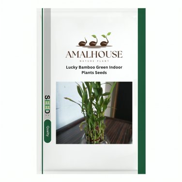 Lucky Bamboo Green Indoor Plants - 50 PCS Seeds
