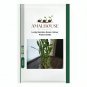 Lucky Bamboo Green Indoor Plants - 50 PCS Seeds