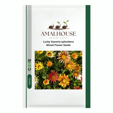 Lucky Gazania splendens Mixed Flowers - 5 PCS Seeds