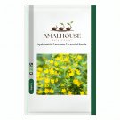 Lysimachia Punctata Perennial - 100 PCS Seeds