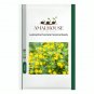 Lysimachia Punctata Perennial - 100 PCS Seeds