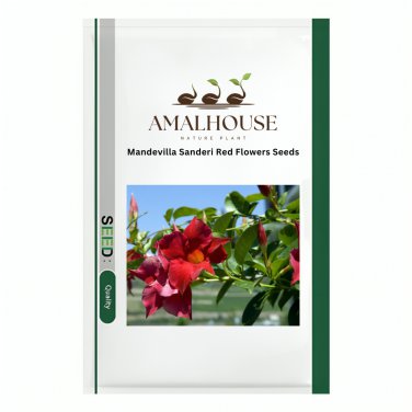 Mandevilla Sanderi Red Flowers - 100 PCS Seeds
