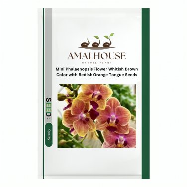 Mini Phalaenopsis Flower Whitish Brown Color with Redish Orange Tongue - 100 PCS Seeds