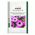 Mixed African Blue Eyed Daisy Flowers Osteospermum Bonsai - 100 PCS Seeds