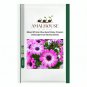Mixed African Blue Eyed Daisy Flowers Osteospermum Bonsai - 100 PCS Seeds