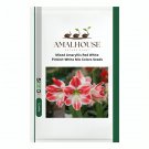 Mixed Amaryllis Red White Pinkish-White Mix Colors - 100 PCS Seeds