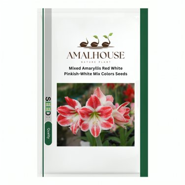 Mixed Amaryllis Red White Pinkish-White Mix Colors - 100 PCS Seeds