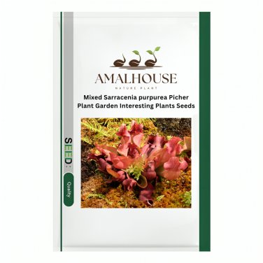 Mixed Sarracenia purpurea Picher Plant Garden Interesting Plants - 10 PCS Seeds
