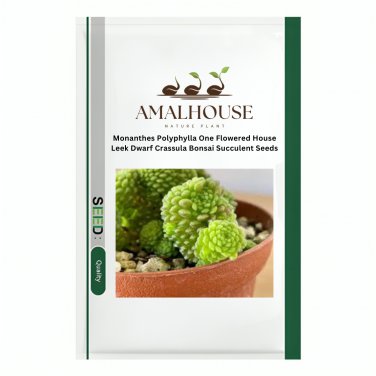 Monanthes Polyphylla One Flowered House Leek Dwarf Crassula Bonsai Succulent - 10 PCS Seeds