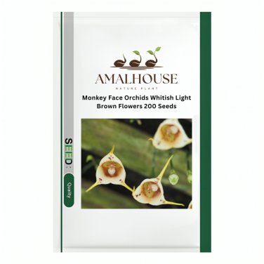 Monkey Face Orchids Whitish Light Brown Flowers - 200 PCS Seeds