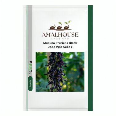 Mucuna Pruriens Black Jade Vine - 5 PCS Seeds