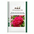 Multiple Color Choice Hydrangea Bonsai Perennial Flower Plant - 50 PCS Seeds