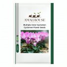 Multiple Color Cyclamen Cyclamen Flower - 120 PCS Seeds
