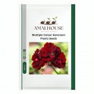 Multiple Colour Geranium Plants - 30 PCS Seeds