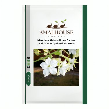 Nicotiana Alata -s Home Garden Multi-Color Optional YR - 200 PCS Seeds