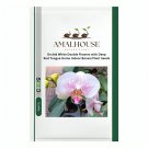 Orchid White Double Flowers with Deep Red Tongue Home Indoor Bonsai Plant - 100 PCS Seeds