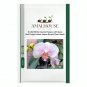Orchid White Double Flowers with Deep Red Tongue Home Indoor Bonsai Plant - 100 PCS Seeds