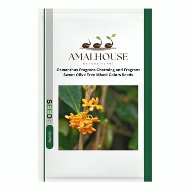 Osmanthus Fragrans Charming and Fragrant Sweet Olive Tree Mixed Colors - 20 PCS Seeds
