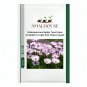 Osteospermum Spider Type Green to Golden to Light Pink Flowers - 100 PCS Seeds