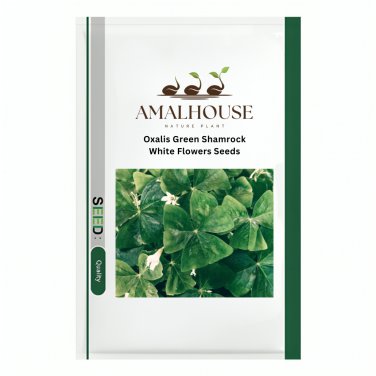 Oxalis Green Shamrock White Flowers - 1 PCS Seeds