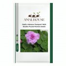 Oxalis nidulans 'Pompom' Bulb Double Purple Flowers - 1 PCS Seeds