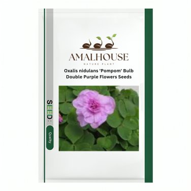 Oxalis nidulans 'Pompom' Bulb Double Purple Flowers - 1 PCS Seeds