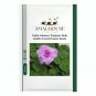 Oxalis nidulans 'Pompom' Bulb Double Purple Flowers - 1 PCS Seeds