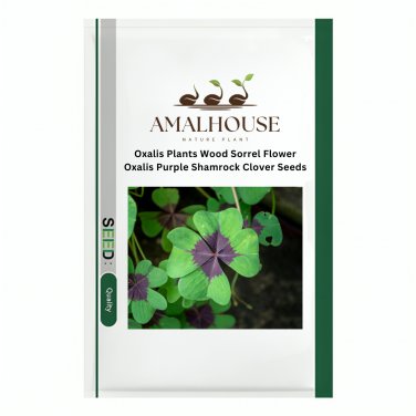 Oxalis Plants Wood Sorrel Flower Oxalis Purple Shamrock Clover - 100 PCS Seeds