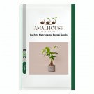 Pachira Macrocarpa Bonsai - 5 PCS Seeds