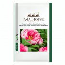 Paeonia Lactiflora Bonsai Heirloom Tree Peony Plant Hardy Perennial Bonsai Plant - 10 PCS Seeds