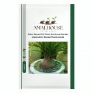Palm Bonsai DIY Plant for Home Garden Decoration Bonsai Plants - 40 PCS Seeds